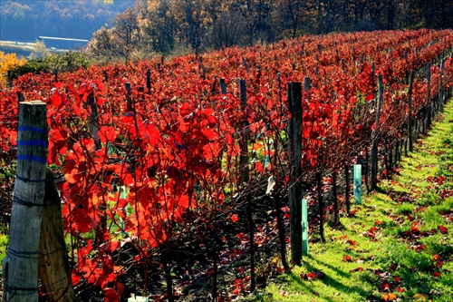 Jesenny vinohrad