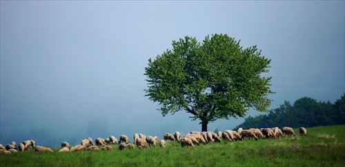 Ovce moje, moje ovce na podpolianskych lazoch