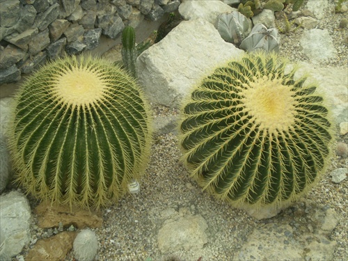 Kaktusy z botanickej záhrady