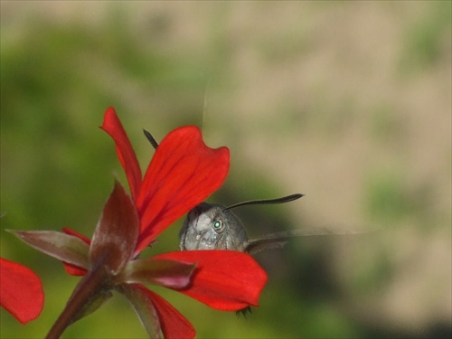 motýlia schovávačka