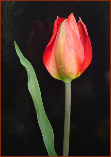tulipánik sa otvára