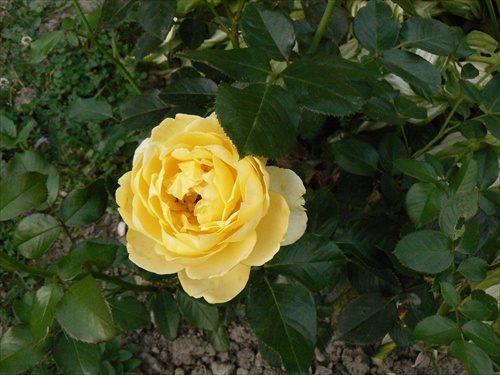Ruža 3