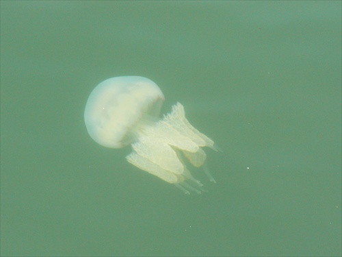 Medúza v prístave
