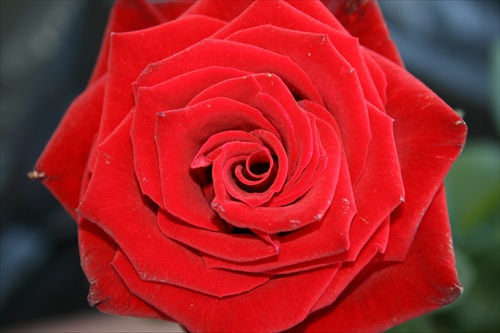 " Srdce ruže "