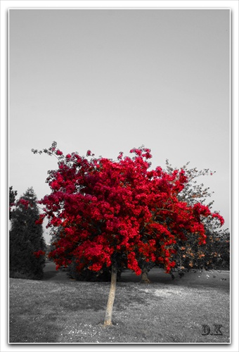 colours_of_tree
