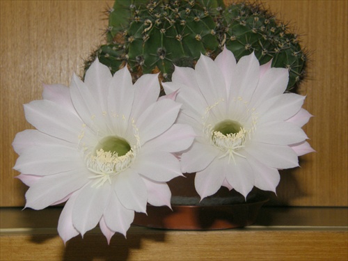 Echinopsis  - duo
