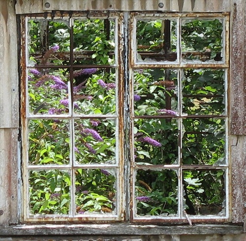 Okno do dzungle