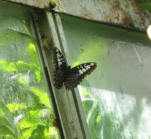 Moja zbierka motylov (5)