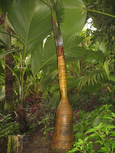 Flaskova palma