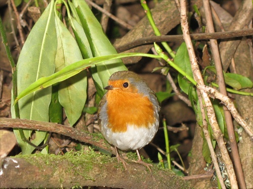 Robin, malý a nebojácny vtáčik