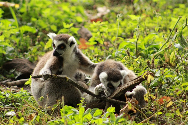 rodinka lemurov