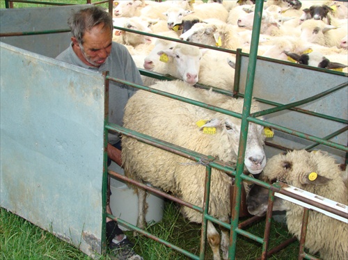 Dojenie oviec na Liptove
