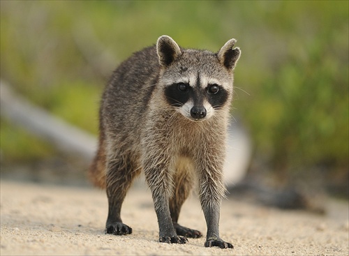 Pygmy Raccoon (Cozumel-Karibik)