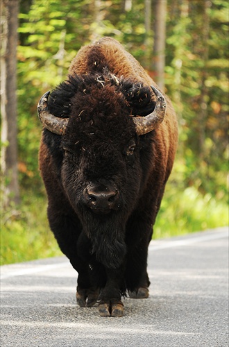 Buffalo na ceste