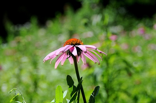 Polny kvet (Manhattan, Kansas 2008)
