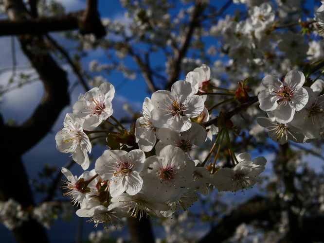 Višňa, Prunus cerasus
