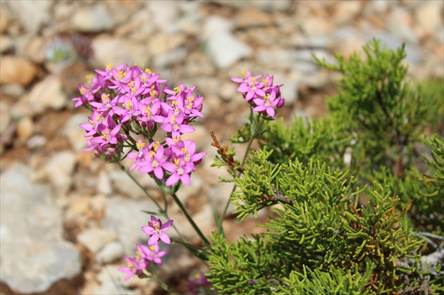 Flora Sardinia.