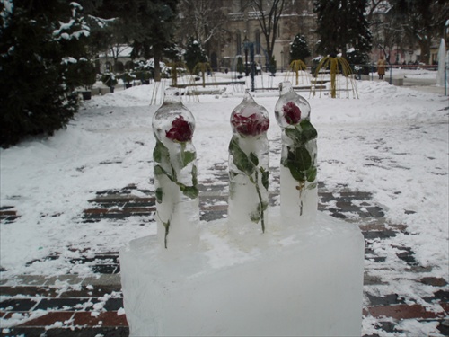 Ruže v ľade.