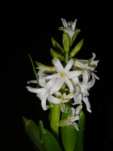 hyacint-3.