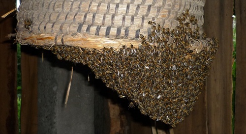 Včelí roj