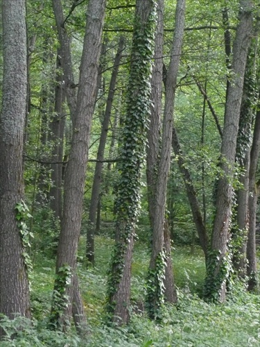 brusniansky les
