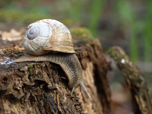 Snail run