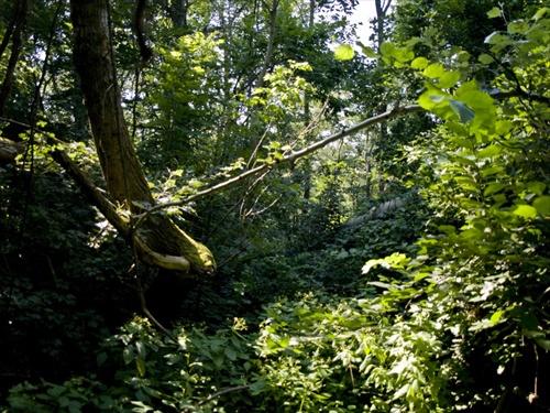 Petržalský prales