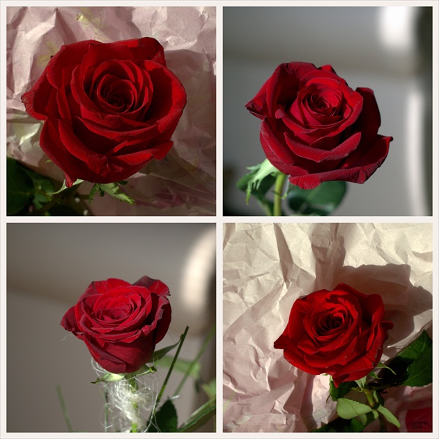 Meno ruže....