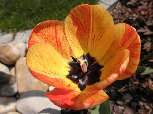 tulipan je pan