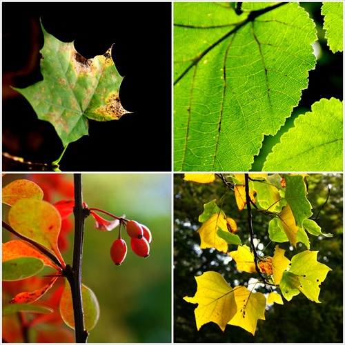 jesenné variácie
