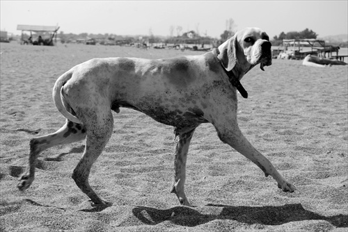 Psik beziaci po horucom piesku - Turecko 2009