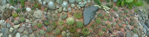 Panoráma kaktusov