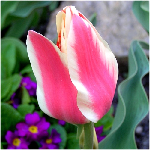 ružový tulipán
