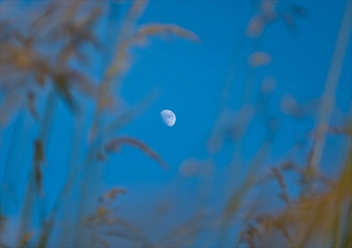 Mesiac v trave