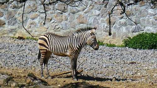 Zoo Bojnice.