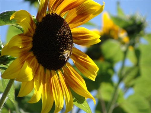 visitor in sunflower