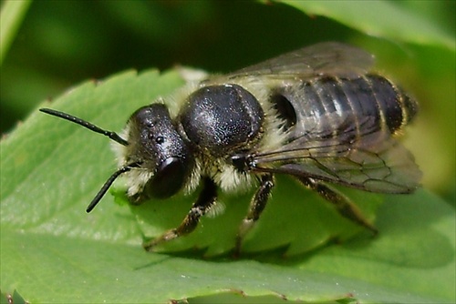 Lesná včela