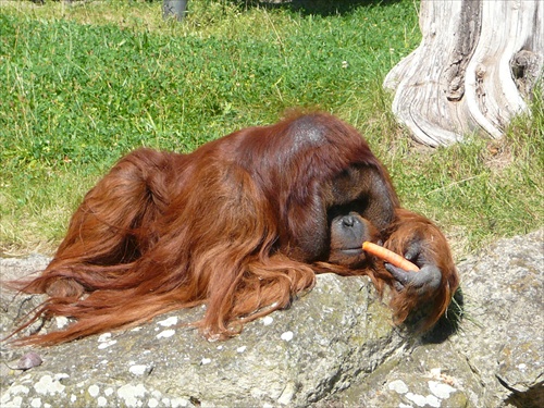 Orangután papá mrkvičku