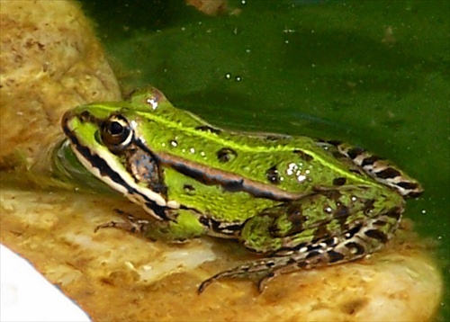 žaba v jazierku