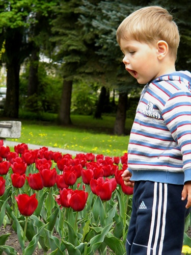 Hapči...takto Kubko ovoniaval tulipány :)