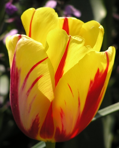 žlotočervený kvet