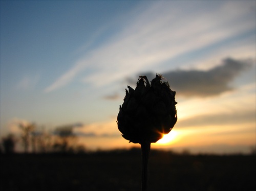 Flower and sunset 2