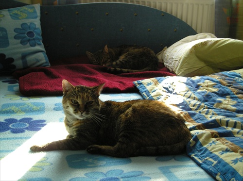dve kočky v posteli ;)