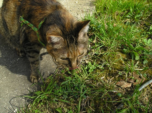 aj mačky majú rady trávu :)