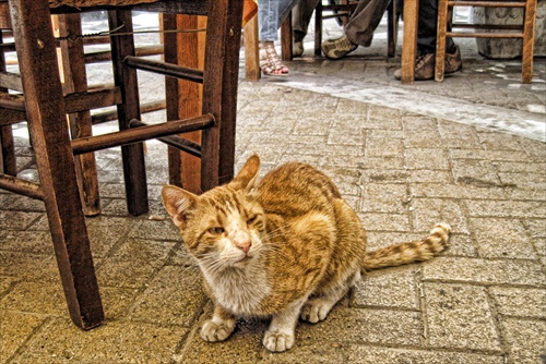 ...hladná grécka cica...