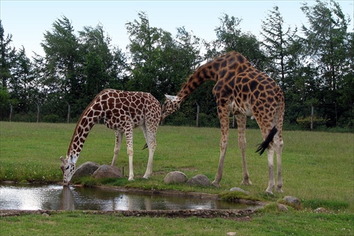 Safari park Givskud