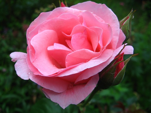 ružova kráska