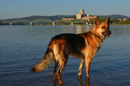 Kupe sa pes na Dunaji