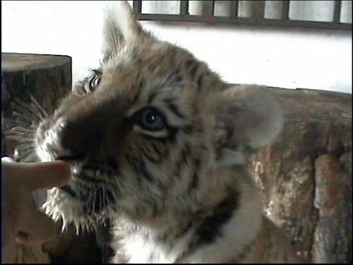 tiger- mláďa