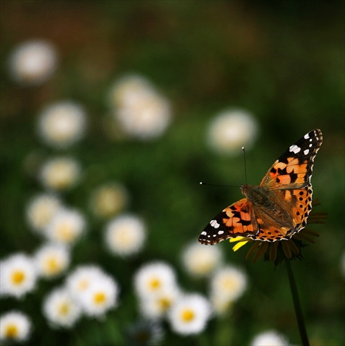 motýliková